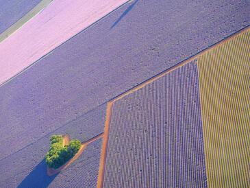 Plateau de Valensole, Lavandes © Etienne Pierart